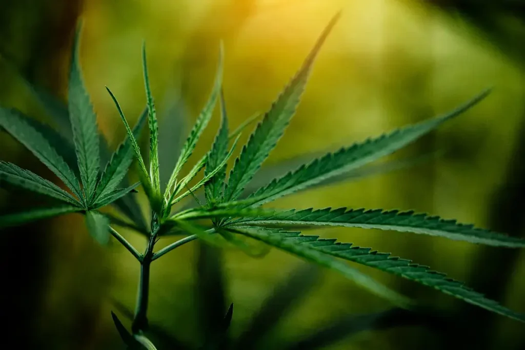 roślina kannabisu, zielone liście thc