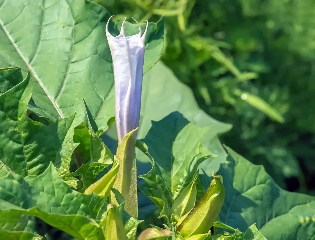 daturastramonium flower blooming in nature, jimsonweed